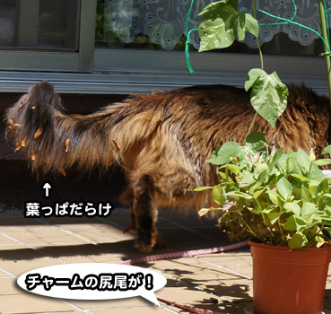 kowai8033.jpg