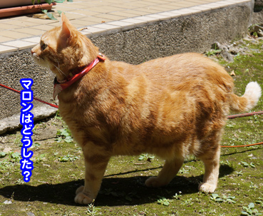 kowai8034.jpg