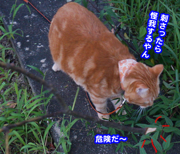 higai3281.jpg