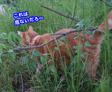 higai3261.jpg