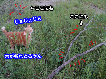 higai3252.jpg
