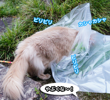 baito0668.jpg