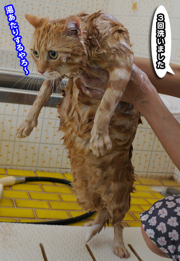 syanpu3873.jpg