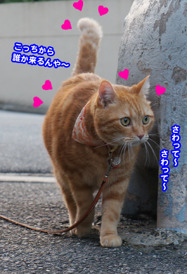 sanpo2484.jpg