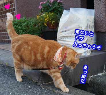 sanpo2466.jpg