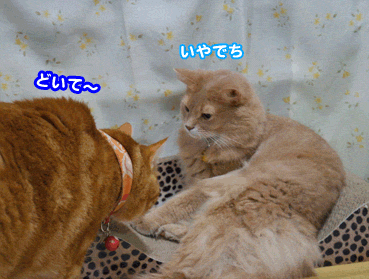 tume2064.gif
