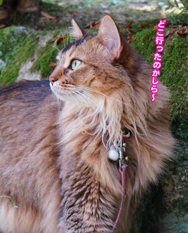 sagasi0111.jpg