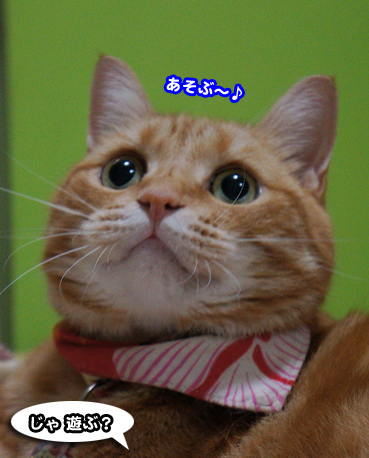 tonbo0224.jpg