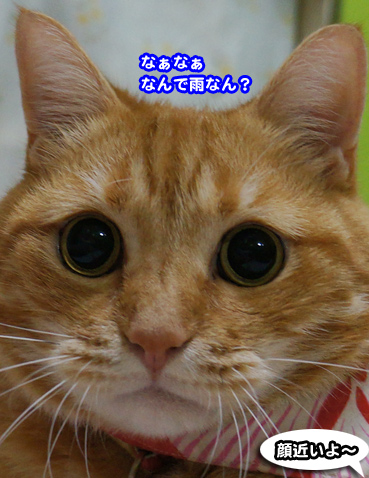 tonbo0232.jpg