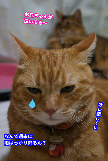 tonbo2191.jpg