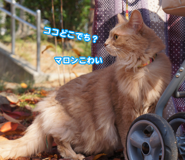 happa7335.jpg