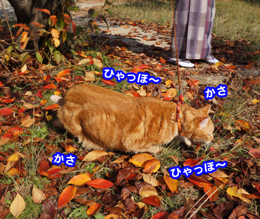 happa7319.jpg