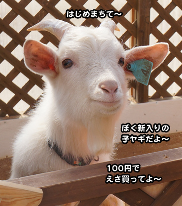miki7838.jpg
