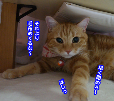 kotatu7048.jpg