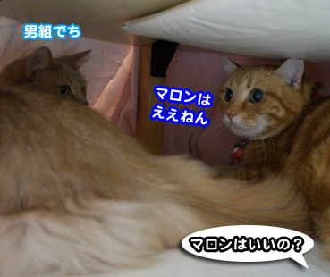 kotatu6905.jpg