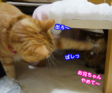 kotatu6911.jpg