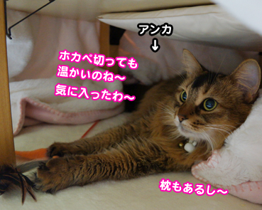 kotatu8579.jpg