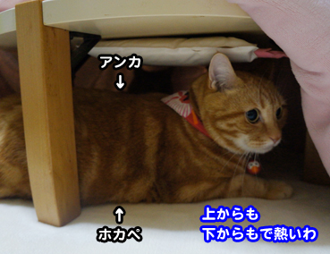 kotatu6903.jpg