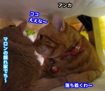kotatu6859.jpg