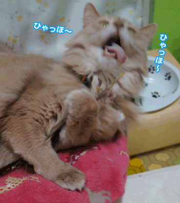 hane0434.gif