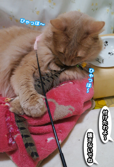 hane0427.jpg
