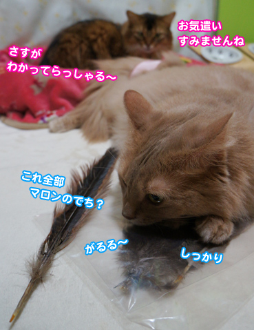 hane0445.jpg