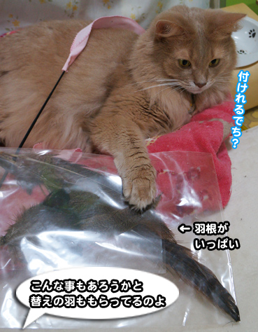 hane0424.jpg