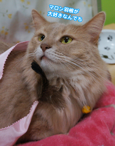 hane0422.jpg