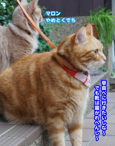 mizore6892.jpg