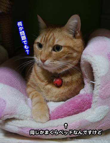 samu9779.jpg