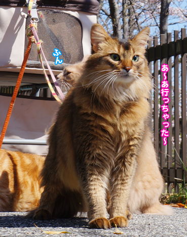 inu6129.jpg