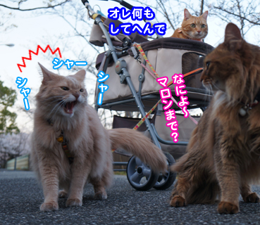 inu7070.jpg