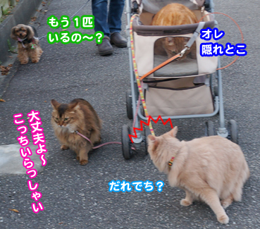 inu7056.jpg