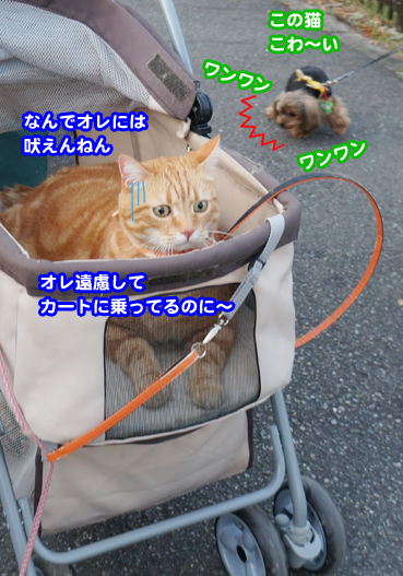 inu7061.jpg