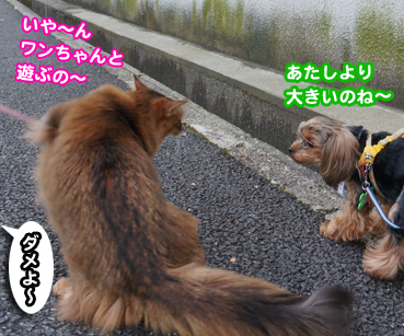 inu6983.jpg