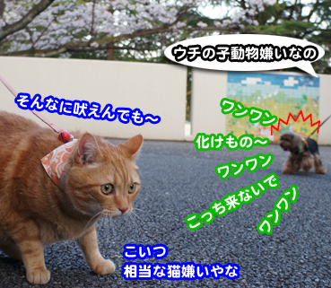 inu6926.jpg
