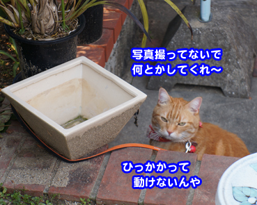 tonari4781.jpg