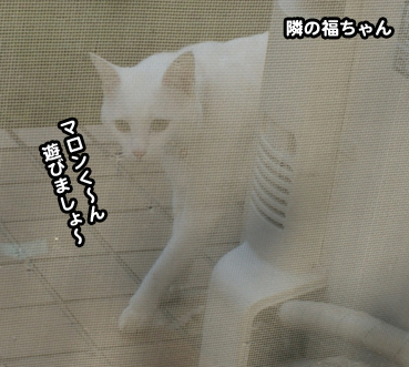 fuku9368.jpg