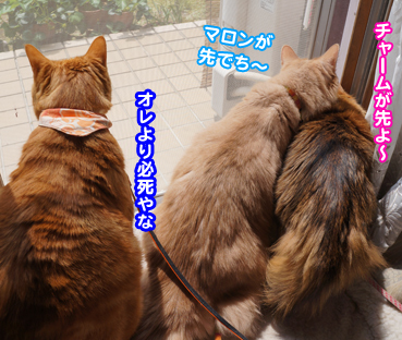 fuku8254.jpg