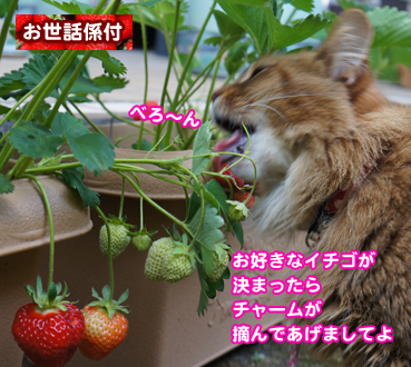 ichigo9195.jpg