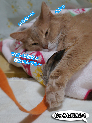 ame8397.jpg