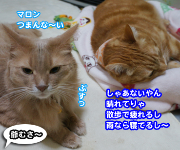 ame9052.jpg