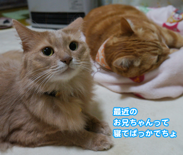ame9050.jpg