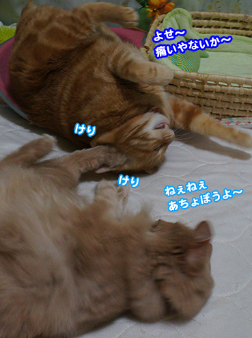 ame0353.jpg