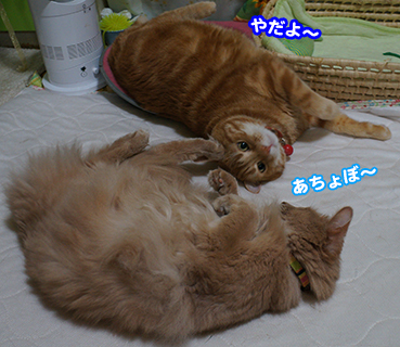 ame0352.jpg