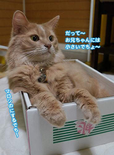 hako2951.jpg