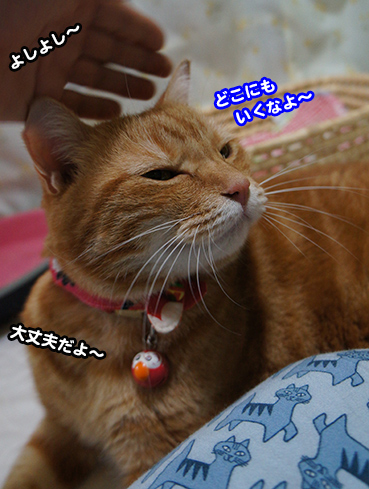goro2008.jpg