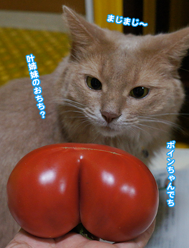 tomato6789.jpg