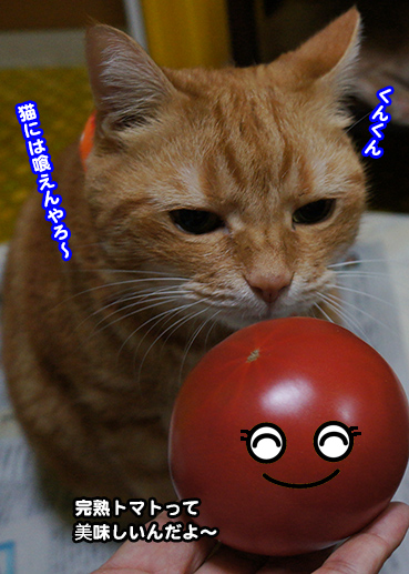 tomato6808.jpg