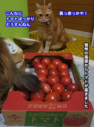 tomato6807.jpg